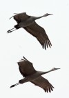 Sandhill cranes return for spring migration