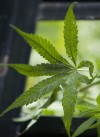 Cops pull 5,000 marijuana plants