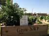 Gary urban garden growing despite drought