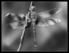 Camera clubs improve technique and provide fellowship