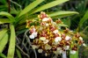 Exotic orchid inspires respect and devotion of growers
