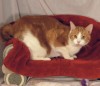 Pets of the week