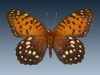 Researchers take center stage in new Field Museum exhibit