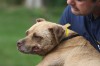 4 arrested, 20 dogs seized in dogfighting raid