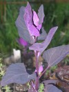 Herbal Healer: What is mountain spinach?