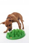 Games and toys to keep pets happy