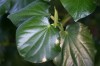 Herbal Healer: What is kawakawa?