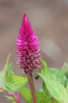 Herbal Healer: What is celosia?