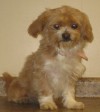 Pets of the week