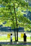 Scenes of summer