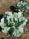 FROM the FARM: Sweet and Sour Cabbage Soup a satisfying easy summer recipe