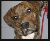 Pet of the week