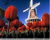 Holland brings cultural and relaxing environment to Michigan