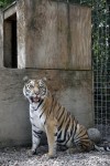 'Roy Boy's' tigers thriving in new home
