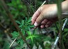 Tracking environmental restoration, stem by stem