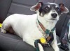 PET OF THE WEEK: Ella
