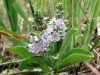 Herbal Healer: What is speedwell?