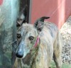 Pets of the week
