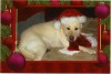Annie