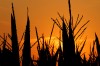 USDA: Illinois drops to No. 4 in corn production