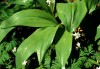 Herbal Healer What is ramp?