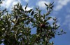 U-pick offerings fewer as crops lost