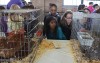 Students get close-up look at farm animals during 4-H event