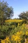 Prairie restoration project honors former GSU administrator