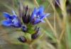 Undisturbed prairie sits along railroad