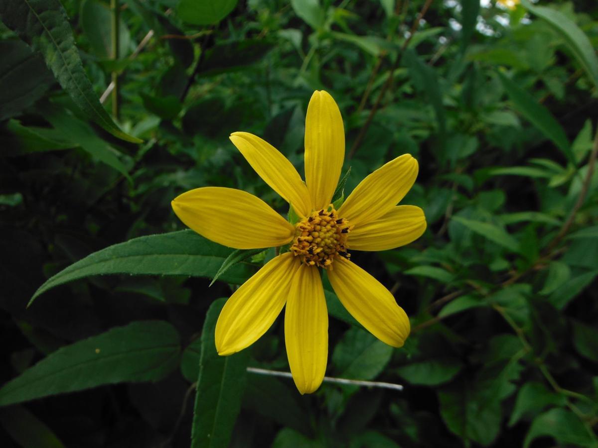 5 plants you can find this weekend at the Indiana Dunes Home and