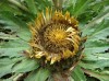 Herbal Healer: What is carline thistle?