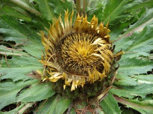 Herbal Healer: What is carline thistle?
