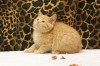 Pets of the week