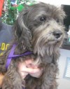 Pets of the week