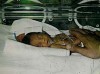 M'ville wrestler, born 3 months premature, says drive to survive, succeed is ingrained