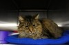 Pets of the week