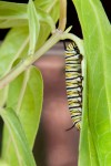 Highland woman raises monarch butterflies to replenish population