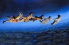 Peter Pan Cast Flying