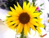 Flower judging, woodworkers' toy demonstrations headline fair's opening day  