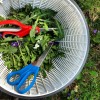 uPick Herbs and Flowers at The Urban Ranch