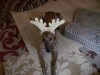 Pets of the week