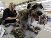 How to make your dog's days of summer safer