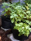 Growing potatoes is in the bag