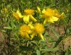 Hedge fun: Purdue CD lists more than 100 of Indiana's native shrubs