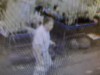 Lansing police seek theft suspect