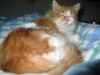 Pets of the week