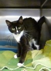 Pets of the week
