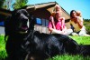 Homes Fit For Your Best Friend