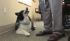 Dog visits hospice patients