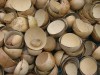 Herbal Healer: What is the calabash tree?